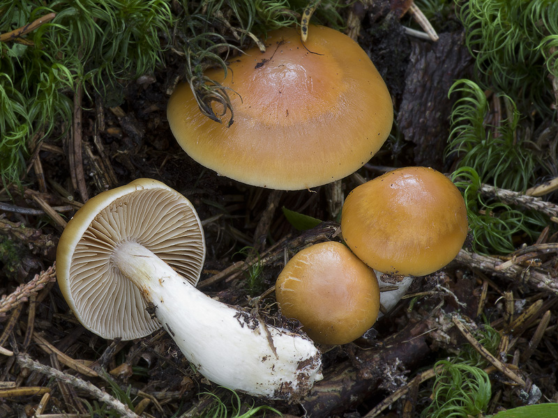 Cortinarius vibratilis